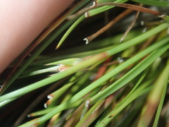 Juncus bufonius