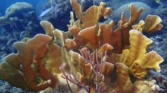 Millepora complanata