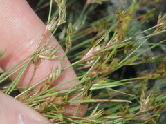 Juncus bufonius
