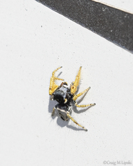 Phidippus arizonensis