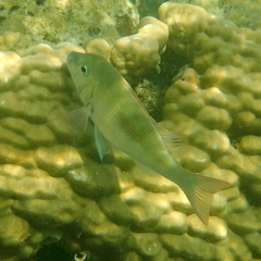 Lethrinus harak