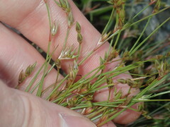Juncus bufonius