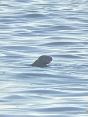 Enhydra lutris nereis