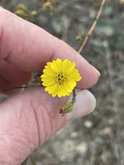 Deinandra paniculata