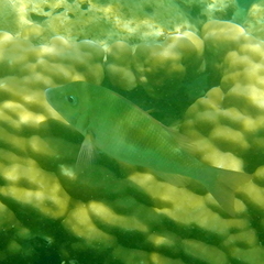Lethrinus harak