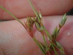 Juncus bufonius