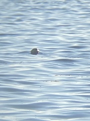 Enhydra lutris nereis