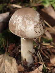 Amanita porphyria
