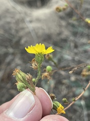 Deinandra paniculata