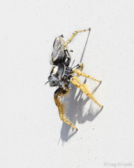 Phidippus arizonensis