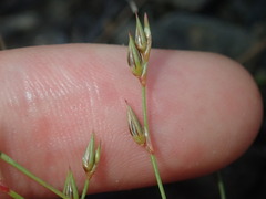 Juncus bufonius