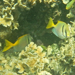 Siganus doliatus