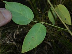 Desmodium laevigatum