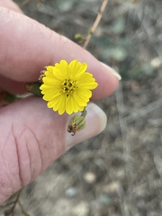 Deinandra paniculata