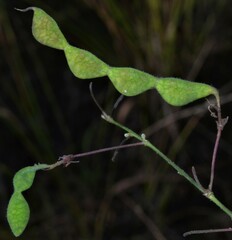 Desmodium laevigatum