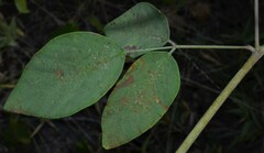 Desmodium laevigatum