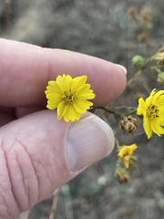 Deinandra paniculata