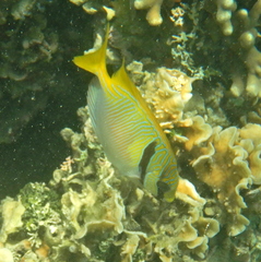 Siganus doliatus