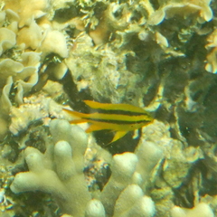 Neoglyphidodon nigroris