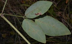 Desmodium laevigatum