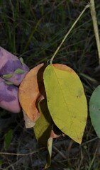 Desmodium laevigatum