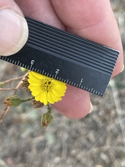 Deinandra paniculata