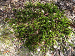 Podolobium procumbens