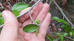 Suregada africana