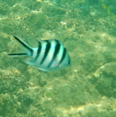 Abudefduf sexfasciatus