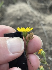 Deinandra paniculata