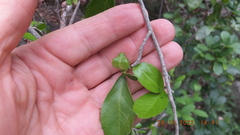 Suregada africana