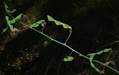 Desmodium laevigatum