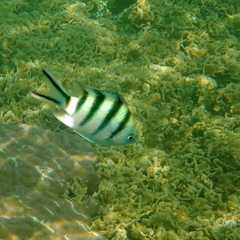 Abudefduf sexfasciatus