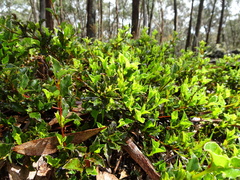 Podolobium procumbens