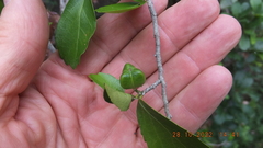 Suregada africana