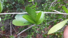 Suregada africana