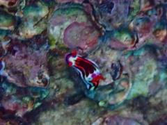 Nembrotha