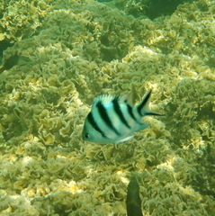 Abudefduf sexfasciatus