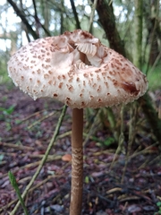 Macrolepiota