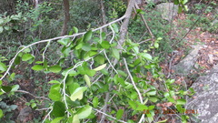 Suregada africana
