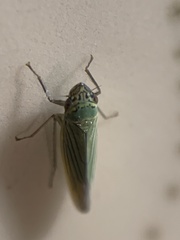 Syncharina argentina