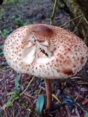 Macrolepiota