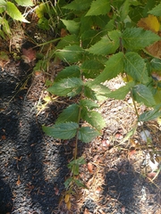 Nothochelone nemorosa