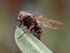 Aphyssura