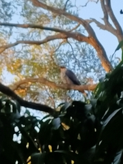 Lopholaimus antarcticus