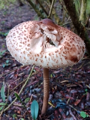 Macrolepiota