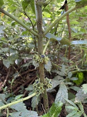 Paraphlomis javanica