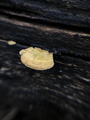 Truncospora ochroleuca