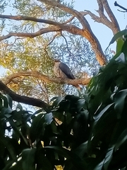 Lopholaimus antarcticus