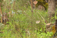 Acanthiza reguloides